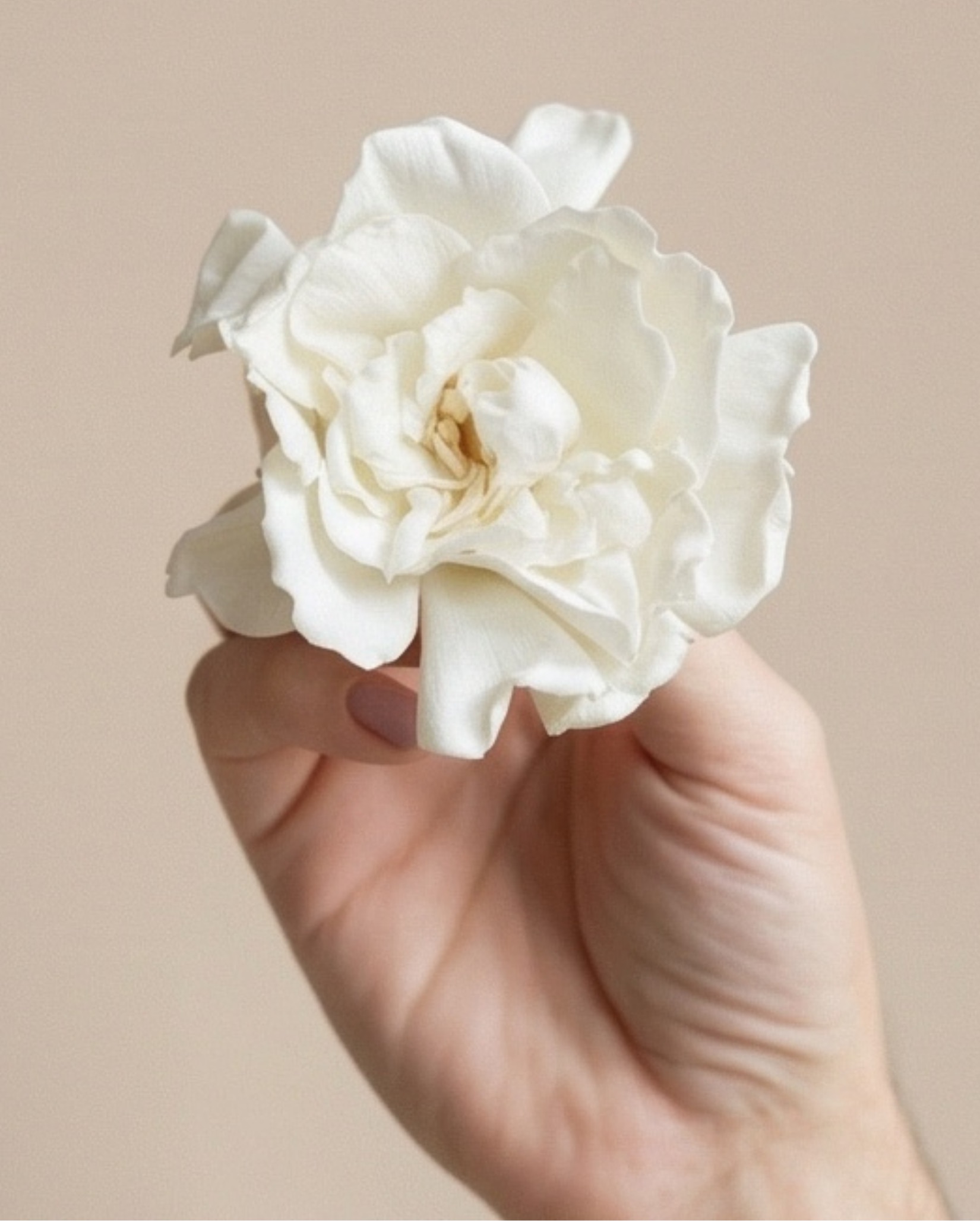 Flores bio-preservadas e desidratadas premium organizadas em arranjo editorial